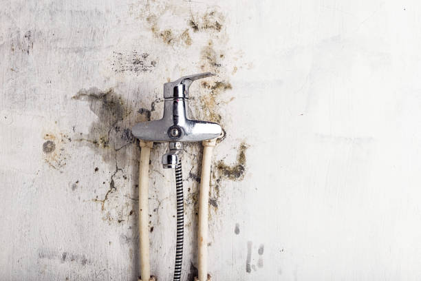 Best Residential Mold Removal  in Noroton, CT