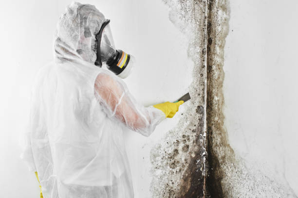 Best Certified Mold Removal  in Noroton, CT