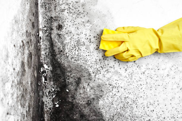 Best Affordable Mold Removal  in Noroton, CT