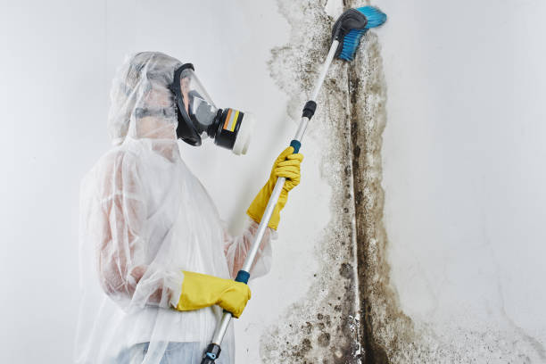 Best Affordable Mold Removal  in Noroton, CT