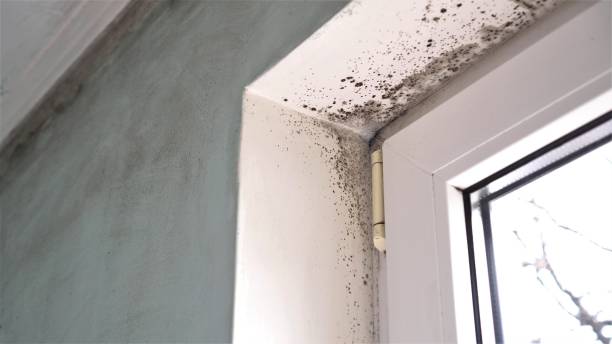 Best Toxic Mold Removal  in Noroton, CT