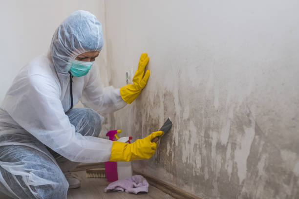Best Crawl Space Mold Removal  in Noroton, CT