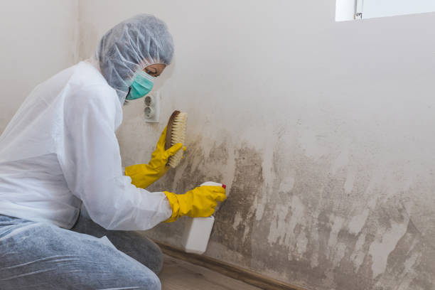 Best Fast Mold Removal  in Noroton, CT
