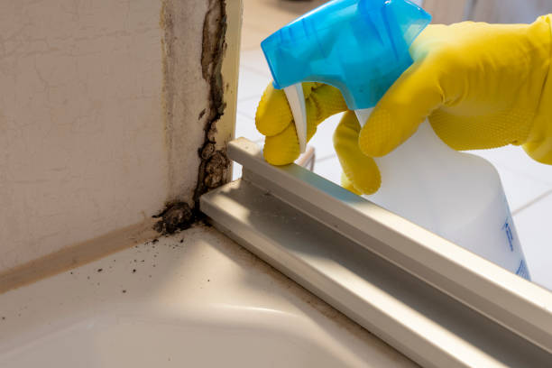 Best Fast Mold Removal  in Noroton, CT