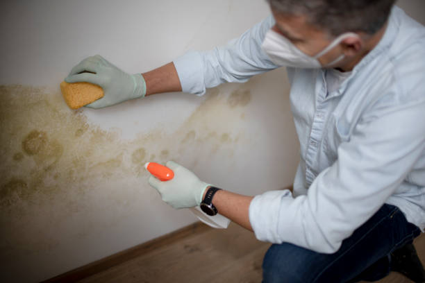 Best Professional Mold Removal  in Noroton, CT