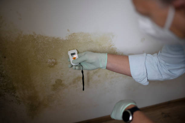 Certified Mold Removal in Noroton, CT
