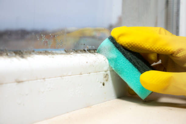 Best Mold Testing  in Noroton, CT