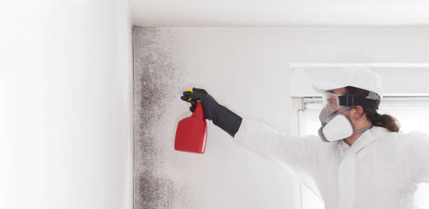 Best Commercial Mold Removal  in Noroton, CT