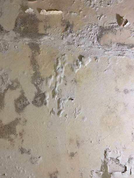 Best Local Mold Removal Service  in Noroton, CT