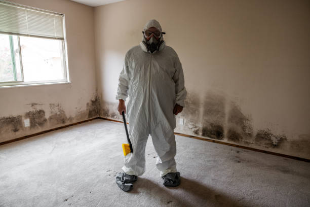 Best Local Mold Removal Service  in Noroton, CT