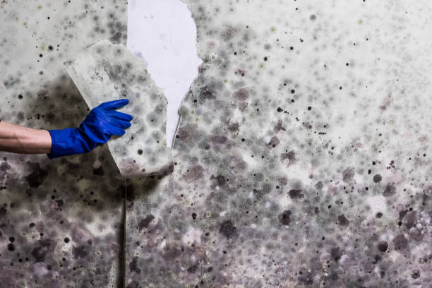 Best Emergency Mold Removal  in Noroton, CT