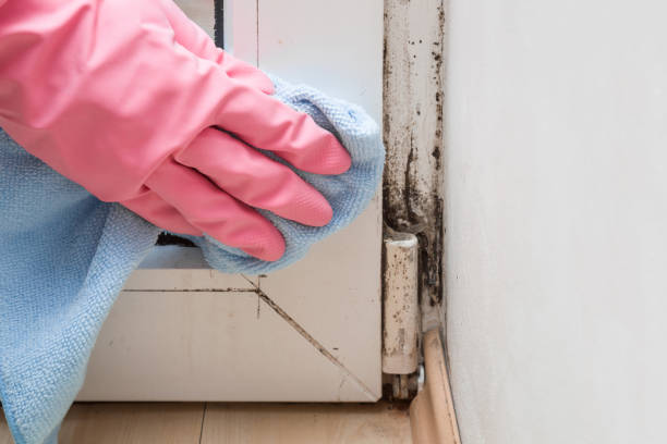 Noroton, CT Mold Removal Company