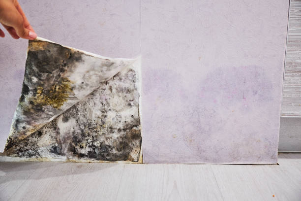 Best Toxic Mold Removal  in Noroton, CT